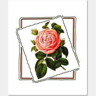 pink rose in the frame Posters and Art